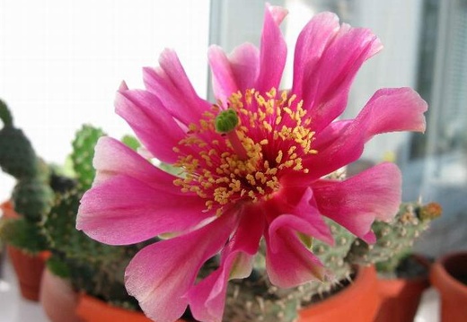 Opuntia fragilis cv Freiberg Krav FG (1878 відвідувань) Opuntia fragilis cv Freiberg Krav FG
