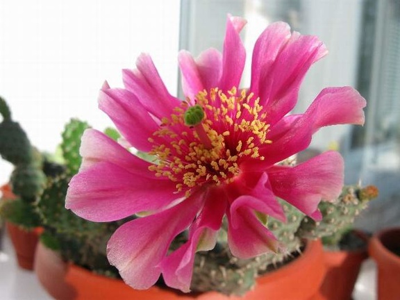 Opuntia fragilis cv Freiberg Krav FG (1883 відвідувань) Opuntia fragilis cv Freiberg Krav FG