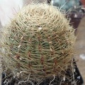 Oroya_borchersii_Burzak_FG.JPG