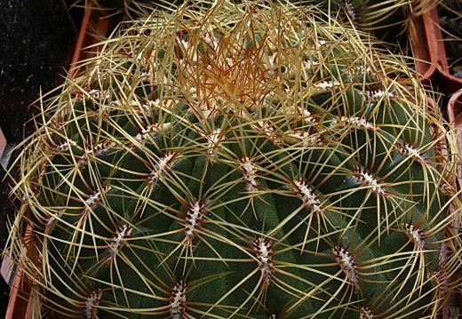 Oroya peruviana (2672 відвідувань) Oroya peruviana