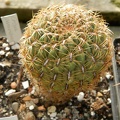 Oroya_peruviana_001.JPG