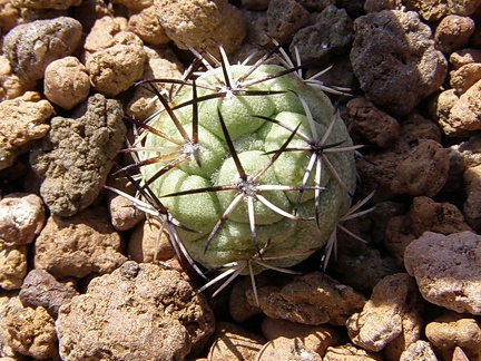 Ortegocactus macdougallii (2944 відвідувань) Ortegocactus macdougallii
