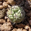 Ortegocactus_macdougallii.jpg