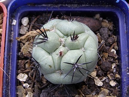 Ortegocactus macdougallii 1 (2758 відвідувань) Ortegocactus macdougallii 1