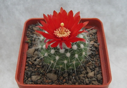 PARODIA penicillata var nivosa (2507 відвідувань) PARODIA penicillata var nivosa