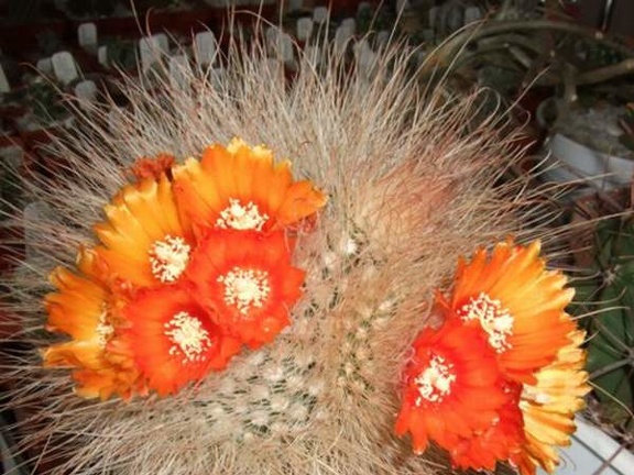 Parodia microsperma d-nv FG (2151 відвідувань) Parodia microsperma d-nv FG
