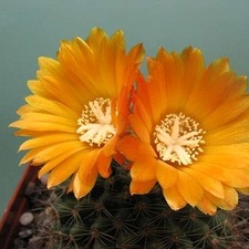 Parodia aureispina v scopaoides Rigum FG (2044 відвідувань) Parodia aureispina v scopaoides Rigum FG