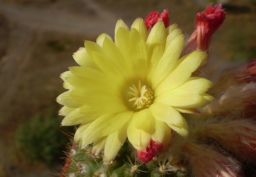 Parodia cardenasii (3065 відвідувань) Фото и растение Артема Гончарюка (Черкассы) Parodia cardenasii