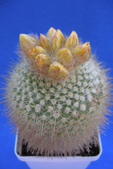 Parodia_mutabilis_Lira.JPG