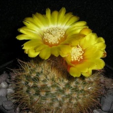 Parodia mutabilis v elegans Kazuin FG (1692 відвідувань) Parodia mutabilis v elegans Kazuin FG