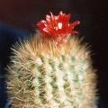 Parodia penicillata (2855 відвідувань) Фото и растение Ивановой Елены (Киев) Parodia penicillata