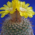 Parodia rubricentra Lira (1830 відвідувань) Parodia rubricentra Lira
