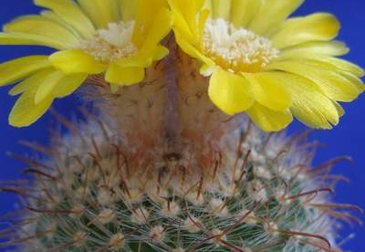 Parodia rubricentra Lira
