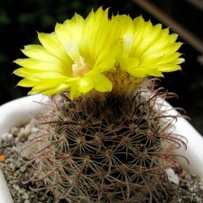 Parodia sanagasta (2658 відвідувань) Parodia sanagasta