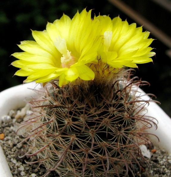 Parodia_sanagasta.jpg
