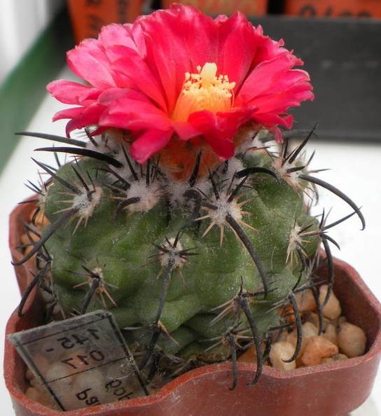 Parodia_suprema_DP.JPG