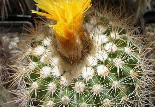 Parodia tredecimcostata Ru FG