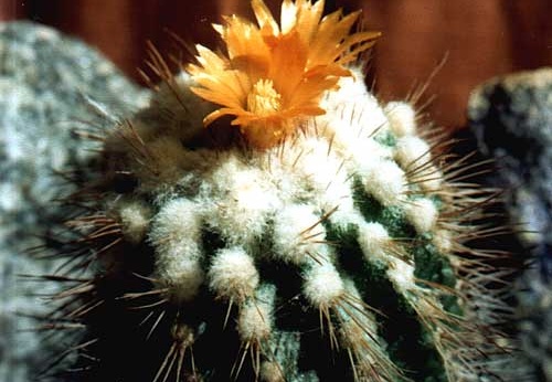 Parodia punae