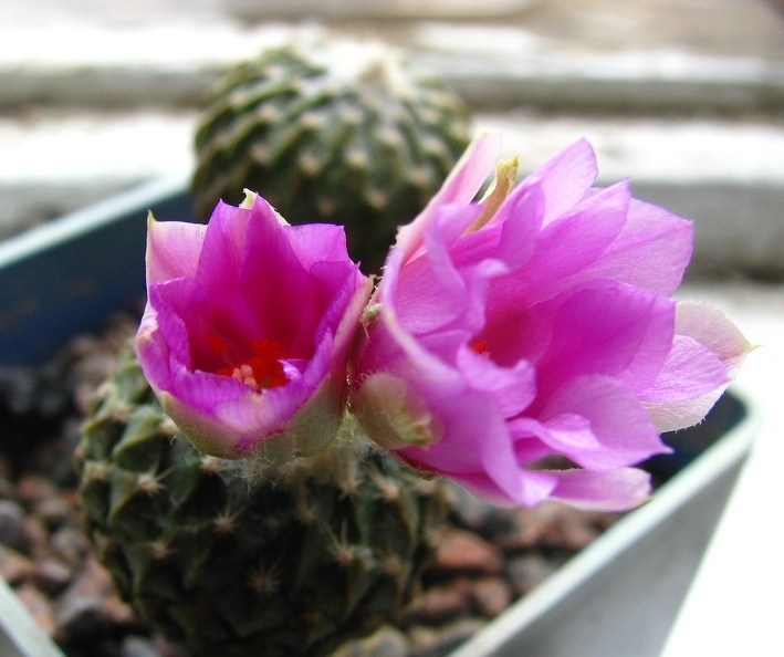 Pelecyphora__Encephalocarpus__strobiliformis_.jpg