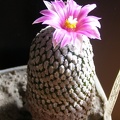Pelecyphora Turbinicarpus pseudopectinata v rubriflora Navajo FG (2021 відвідувань) Pelecyphora Turbinicarpus pseudopectinata v rubriflora Navajo FG