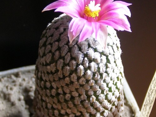 Pelecyphora Turbinicarpus pseudopectinata v rubriflora Navajo FG (2021 відвідувань) Pelecyphora Turbinicarpus pseudopectinata v rubriflora Navajo FG