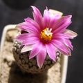 Pelecyphora Turbinicarpus pseudopectinata v rubriflora fl Navajo FG (1992 відвідувань) Pelecyphora Turbinicarpus pseudopectinata v rubriflora fl Navajo FG