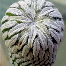 Pelecyphora aselliformis (1944 відвідувань) Pelecyphora aselliformis