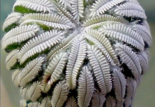 Pelecyphora aselliformis (1944 відвідувань) Pelecyphora aselliformis
