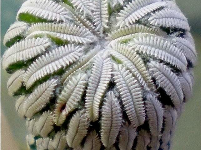 Pelecyphora aselliformis (1944 відвідувань) Pelecyphora aselliformis
