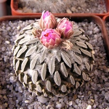 Pelecyphora asseliformis (2021 відвідувань) Pelecyphora asseliformis