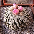 Pelecyphora_asseliformis.jpg
