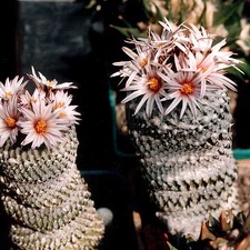 Pelecyphora (Turbinicarpus) pseudopectinata (3207 відвідувань) Фото и растения Александра и Сергея Червинко (Винница) Pelecyphora (Turbinicarpus) pseudopectinata