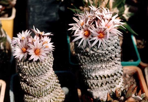 Pelecyphora (Turbinicarpus) pseudopectinata (3207 відвідувань) Фото и растения Александра и Сергея Червинко (Винница) Pelecyphora (Turbinicarpus) pseudopectinata