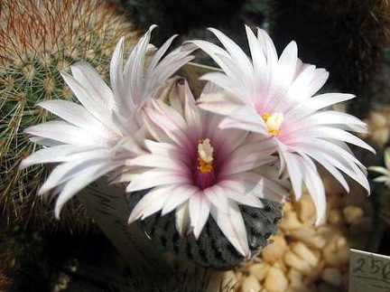 Ph Pelecyphora Turbinicarpus pseudopectinata Galin (1895 відвідувань) Ph Pelecyphora Turbinicarpus pseudopectinata Galin
