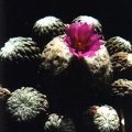 aselliformis.jpg