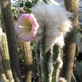 Pilosocereus sartorianus-01 (2600 відвідувань) Pilosocereus sartorianus-01