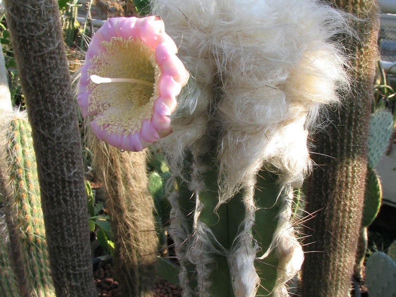 Pilosocereus sartorianus-01 (2600 відвідувань) Pilosocereus sartorianus-01