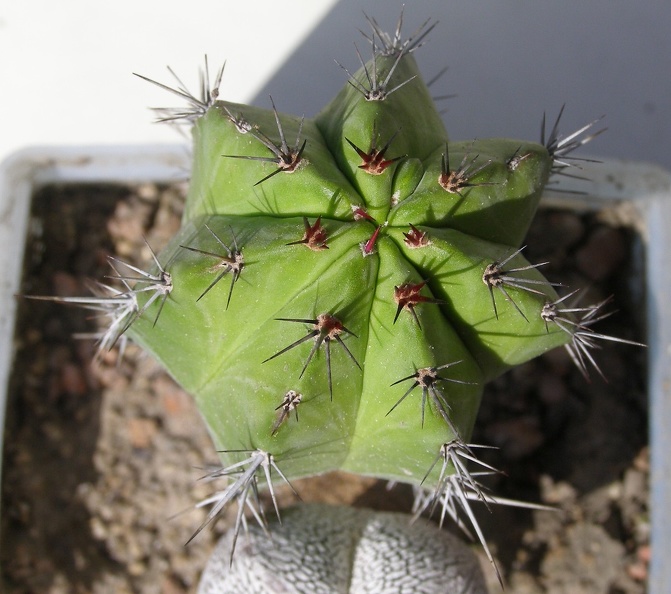 Polaskia_chichipe_Navajo.JPG
