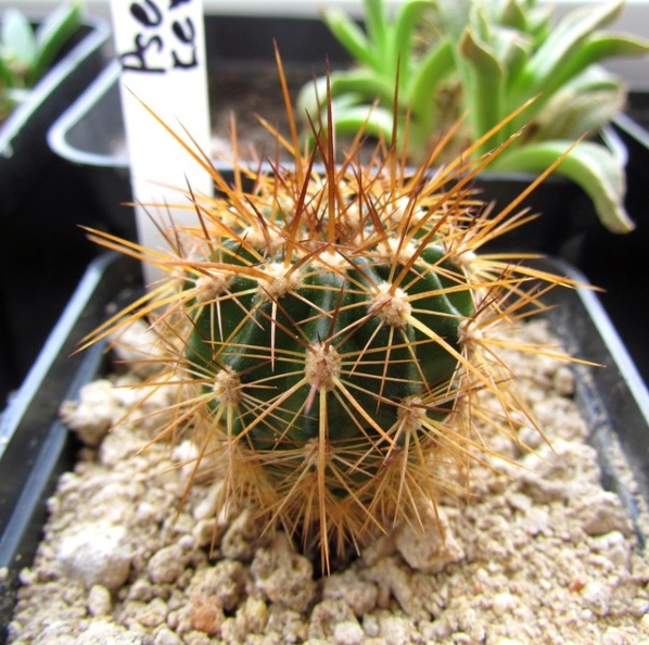 Pseudolobivia_kermesina_001.JPG