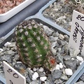 Pygmaeocereus akersii