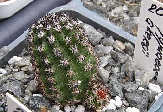 Pygmaeocereus akersii (2707 відвідувань) Pygmaeocereus akersii