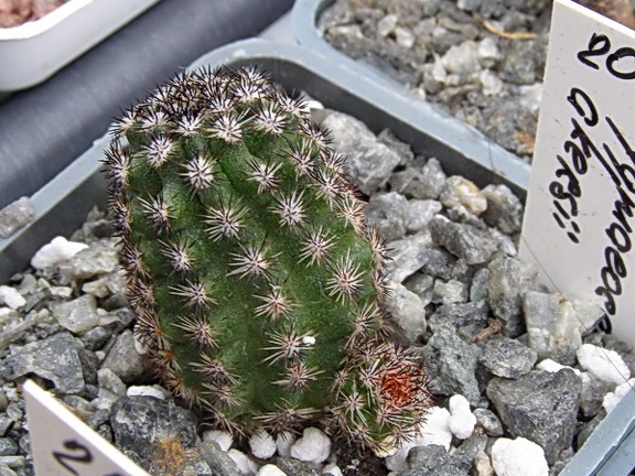 Pygmaeocereus akersii (2707 відвідувань) Pygmaeocereus akersii