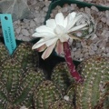Pygmaeocereus_akersii_fl__tu.JPG