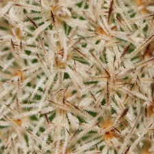 Pygmaeocereus densiaculeatus Sob (2134 відвідувань) Pygmaeocereus densiaculeatus Sob