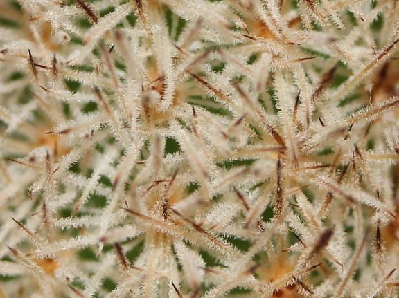Pygmaeocereus densiaculeatus Sob (2134 відвідувань) Pygmaeocereus densiaculeatus Sob