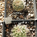 Pyrrhocactus_aspilagae_ssp__maehleri_WM_348.JPG