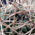 Pyrrhocactus_garaventai__Eriosyce_garaventae_1_Burzak_FG.JPG
