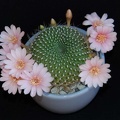 Ph Rebutia kariusiana Moksa (2476 відвідувань) Ph Rebutia kariusiana Moksa
