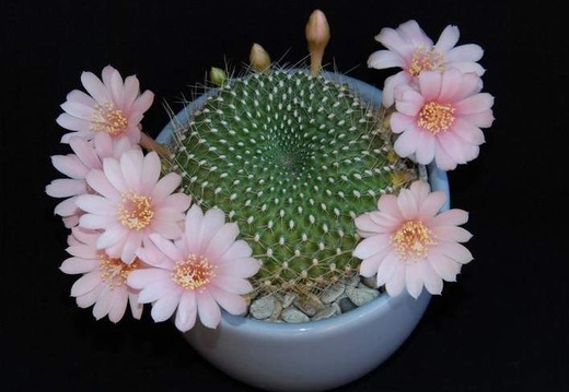 Ph Rebutia kariusiana Moksa (2476 відвідувань) Ph Rebutia kariusiana Moksa