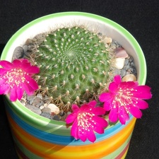 Ph Rebutia violaciflora Moksa (2551 відвідувань) Ph Rebutia violaciflora Moksa
